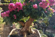 Teknik Ini Bikin Bonsai Bugenvil Singapore Cepat Rimbun dan Naik Kelas