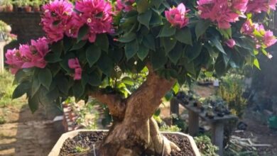 Teknik Ini Bikin Bonsai Bugenvil Singapore Cepat Rimbun dan Naik Kelas