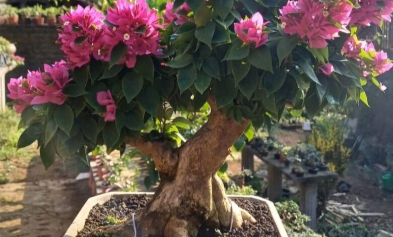 Teknik Ini Bikin Bonsai Bugenvil Singapore Cepat Rimbun dan Naik Kelas