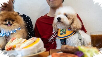 Hong Kong Longgarkan Aturan, Restoran Kini Boleh Sambut Anjing Pelanggan