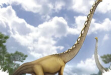 Uragasaurus dari Tailan Ungkap Jejak Baru Dinosaurus Berleher Panjang di Asia Tenggara