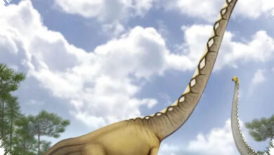 Uragasaurus dari Tailan Ungkap Jejak Baru Dinosaurus Berleher Panjang di Asia Tenggara
