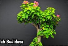 Bonsai Bugenvil Singapore Bernilai Rp17 Juta, Butuh 6 Tahun untuk Dibentuk