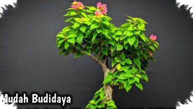 Bonsai Bugenvil Singapore Bernilai Rp17 Juta, Butuh 6 Tahun untuk Dibentuk