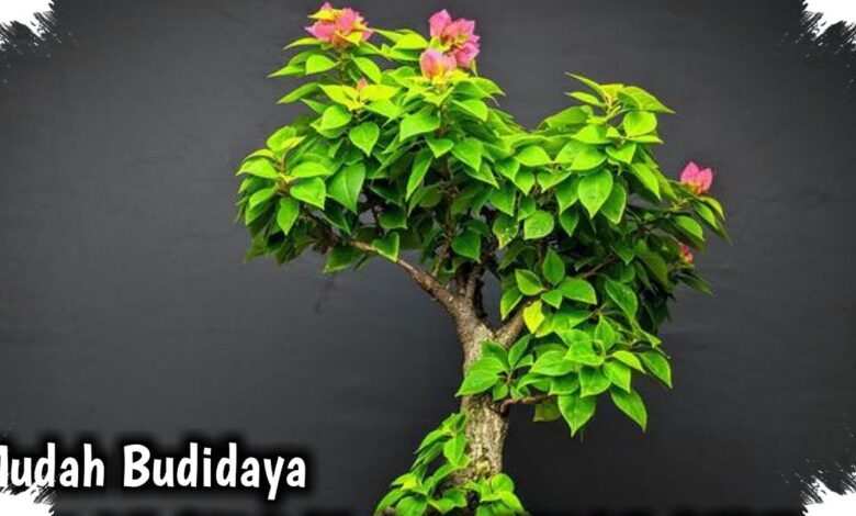 Bonsai Bugenvil Singapore Bernilai Rp17 Juta, Butuh 6 Tahun untuk Dibentuk