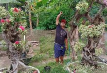 Kuncinya Ternyata Bukan Dipaksa, Begini Cara Bonsai Bugenvil Singapore Cepat Rimbun