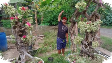 Kuncinya Ternyata Bukan Dipaksa, Begini Cara Bonsai Bugenvil Singapore Cepat Rimbun