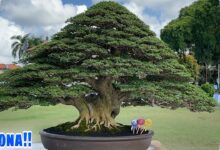 Koleksi Bonsai Kimeng Jumbo di Gianyar, Karakternya Tua Bikin Kagum
