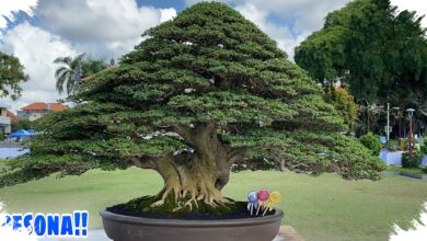 Koleksi Bonsai Kimeng Jumbo di Gianyar, Karakternya Tua Bikin Kagum