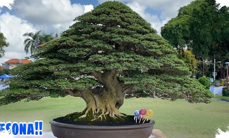 Koleksi Bonsai Kimeng Jumbo di Gianyar, Karakternya Tua Bikin Kagum