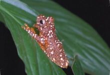 Katak Australia Ini Punya Trik Visual Langka untuk Mengecoh Predator