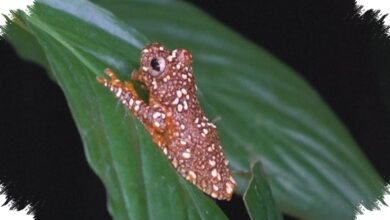 Katak Australia Ini Punya Trik Visual Langka untuk Mengecoh Predator