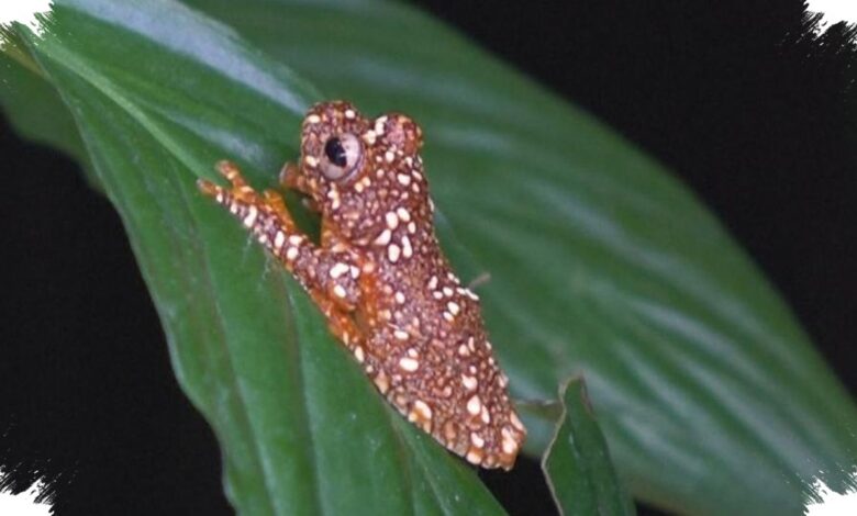 Katak Australia Ini Punya Trik Visual Langka untuk Mengecoh Predator