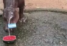 Moo Deng Salah Lagi, Kuda Nil Viral Ini Pilih Argentina Saat Tebak Semifinal Piala Dunia