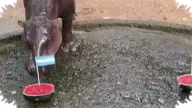 Moo Deng Salah Lagi, Kuda Nil Viral Ini Pilih Argentina Saat Tebak Semifinal Piala Dunia