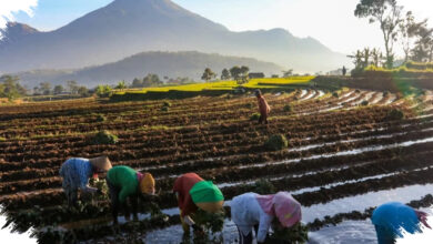 Kopdes Merah Putih Jadi Penyalur Bansos dan Penjamin Panen Beras-Jagung