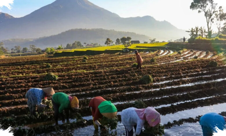Kopdes Merah Putih Jadi Penyalur Bansos dan Penjamin Panen Beras-Jagung