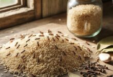 7 Cara Ampuh Mengatasi Kutu Beras, dari Rempah Dapur hingga Suhu Ekstrem