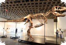 T-Rex Gus Pecahkan Rekor Dunia, Fosil Lengkap Ini Laku Rp 906 Miliar