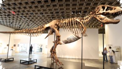 T-Rex Gus Pecahkan Rekor Dunia, Fosil Lengkap Ini Laku Rp 906 Miliar