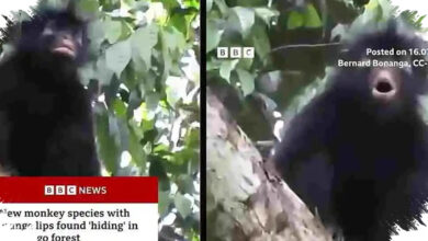 Monyet Berbibir Oranye dari Kongo Terungkap sebagai Spesies Baru yang Langka