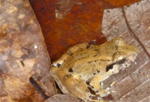 Katak Semak Baru dari Lereng Merapi Terungkap, Habitatnya Sangat Terbatas