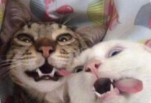 3 Tingkah Kucing yang Terlihat Menggemaskan, Bisa Menjadi Sinyal Stres