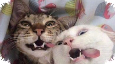 3 Tingkah Kucing yang Terlihat Menggemaskan, Bisa Menjadi Sinyal Stres