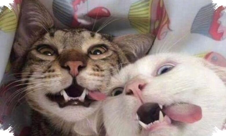 3 Tingkah Kucing yang Terlihat Menggemaskan, Bisa Menjadi Sinyal Stres