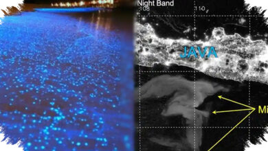 Laut Susu yang Terlihat dari Satelit Masih Menyimpan Misteri di Balik Cahayanya