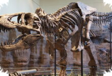 Dari Tulang Raksasa hingga Dinosauria, Begini Manusia Akhirnya Memahami Dinosaurus