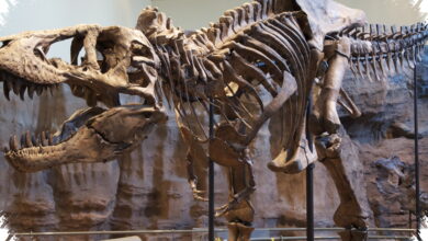 Dari Tulang Raksasa hingga Dinosauria, Begini Manusia Akhirnya Memahami Dinosaurus