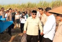 Peremajaan Tebu Mandek 12 Tahun, Prabowo Minta Dikebut Jadi 2 Tahun