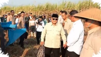 Peremajaan Tebu Mandek 12 Tahun, Prabowo Minta Dikebut Jadi 2 Tahun