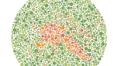 8 Tebak Hewan Tersembunyi di Pola Warna, Berani Uji Mata Sampai Tuntas?