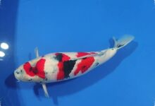 Koi Show Quality di Isakoi Blitar Mulai Rp250 Ribu, Ada Monster 60 Cm