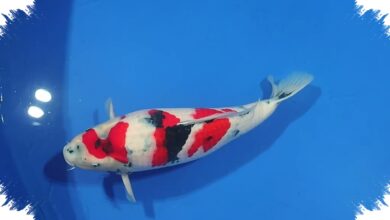 Koi Show Quality di Isakoi Blitar Mulai Rp250 Ribu, Ada Monster 60 Cm