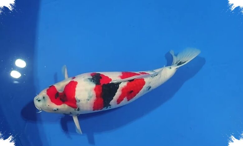 Koi Show Quality di Isakoi Blitar Mulai Rp250 Ribu, Ada Monster 60 Cm