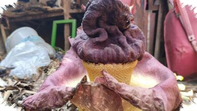 Suweg yang Mirip Bunga Bangkai Ternyata Bisa Dimakan, Namun Ada Cara Aman Mengolahnya