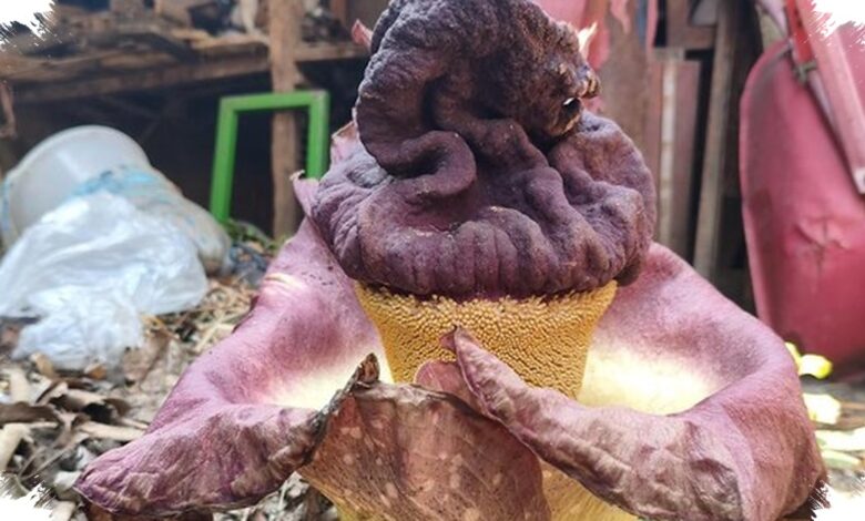 Suweg yang Mirip Bunga Bangkai Ternyata Bisa Dimakan, Namun Ada Cara Aman Mengolahnya
