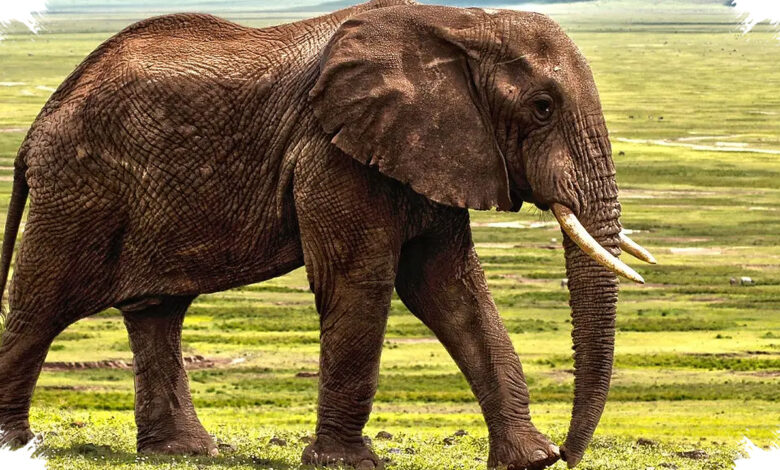 Gajah Menutup Saluran Telinga, Getaran Bumi Bisa Terdengar 30 Kali Lebih Kuat