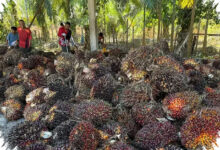 Saat Lahan Kian Terbatas, Sawit Dinilai Bisa Menopang Kebutuhan Pangan Dunia