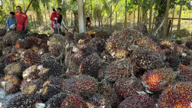 Saat Lahan Kian Terbatas, Sawit Dinilai Bisa Menopang Kebutuhan Pangan Dunia