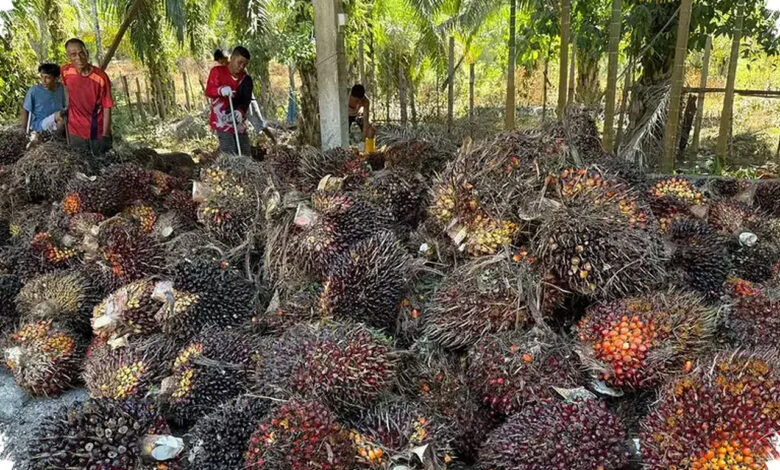 Saat Lahan Kian Terbatas, Sawit Dinilai Bisa Menopang Kebutuhan Pangan Dunia