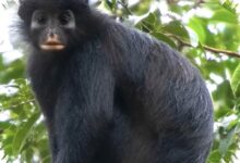 Monyet Pemalu Berbibir Oranye Ditemukan di Kongo, Terpisah Jutaan Tahun