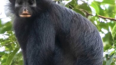 Monyet Pemalu Berbibir Oranye Ditemukan di Kongo, Terpisah Jutaan Tahun