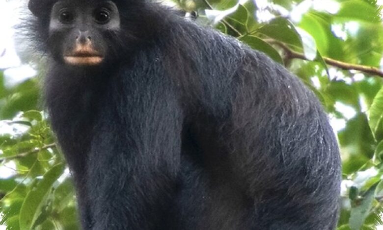 Monyet Pemalu Berbibir Oranye Ditemukan di Kongo, Terpisah Jutaan Tahun