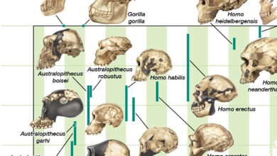 Studi Fosil Menantang Anggapan Evolusi Manusia Selalu Menuju Otak Lebih Besar