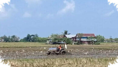 Sawah Mulai Kering, Sidrap Kerahkan Mobil Tangki demi Cegah Gagal Panen