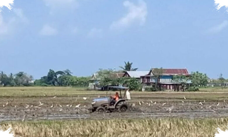 Sawah Mulai Kering, Sidrap Kerahkan Mobil Tangki demi Cegah Gagal Panen